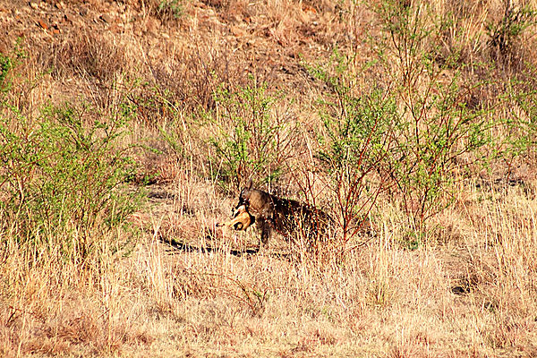 Brown Hyena in Pilanesburg