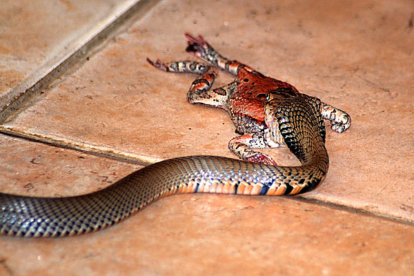 Cobra