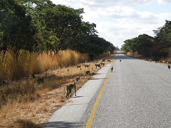 Danger Baboons Crossing