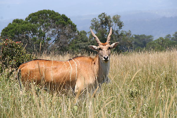 Eland Antelope