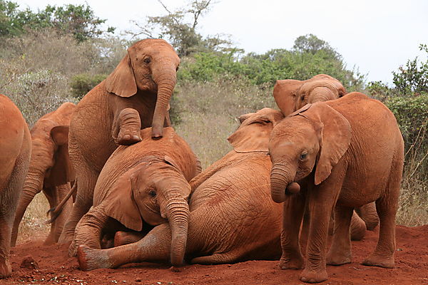 Elephant Babies At Play