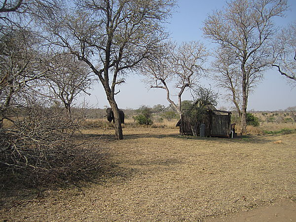 Elephants in camp
