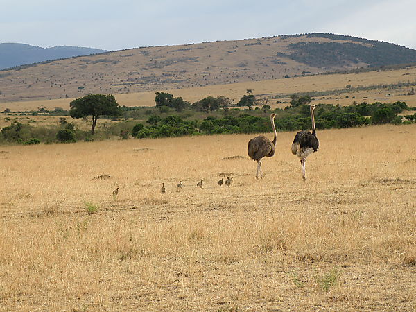 Family Of Ostriches