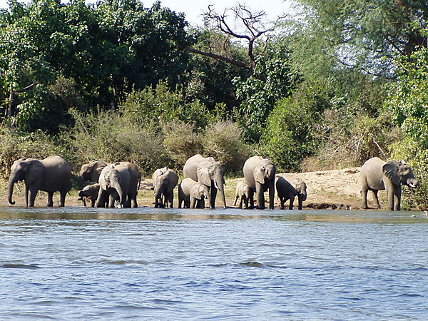 Family Outing On The Zambezi