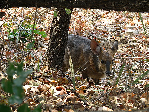 Female Bushbuck