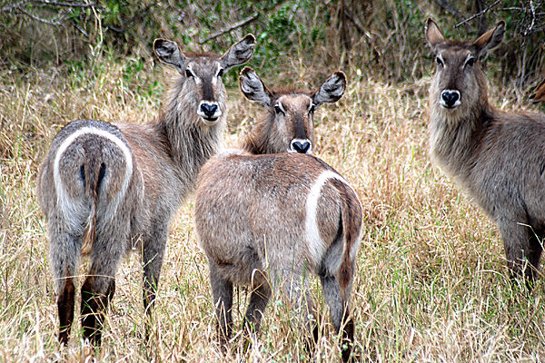 Female Waterbuck