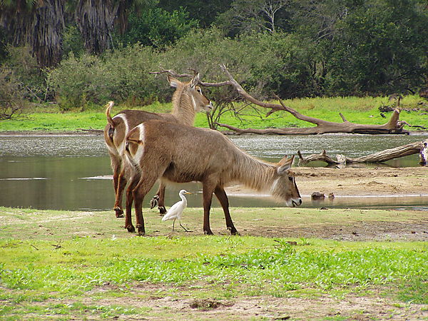 Female Waterbuck At Lunch