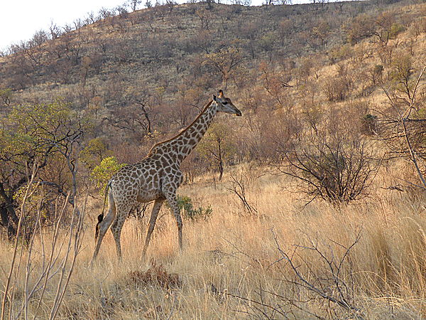 Giraffe