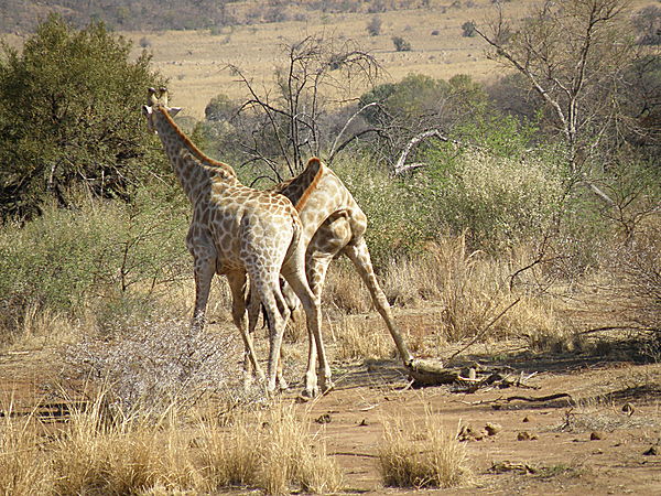 Giraffe battle