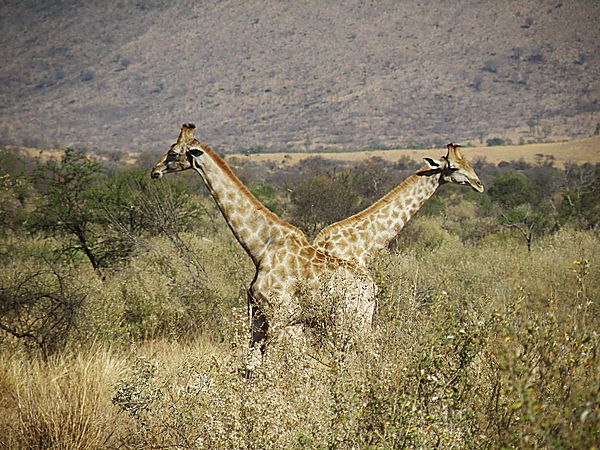 Giraffes