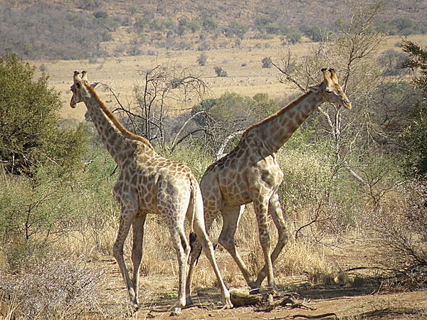 Giraffes