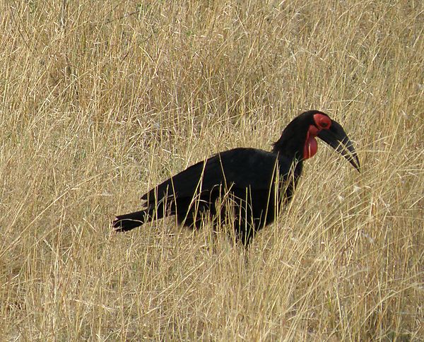 Ground Hornbill