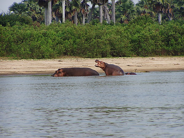 Hippo Family Out For A Stroll (wade?)