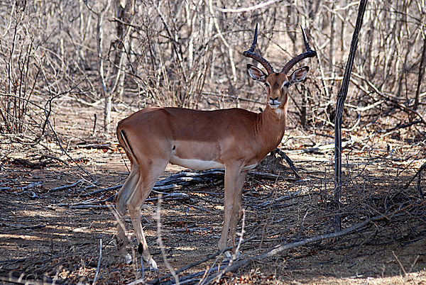 Impala ram