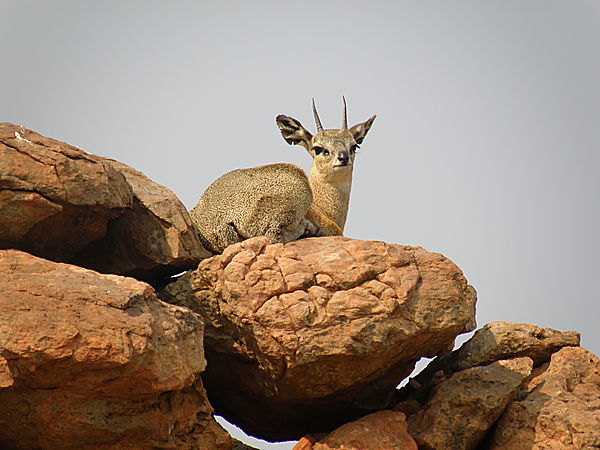 Klipspringer in Mapungbwe NP