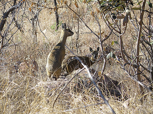 Klipspringer pair