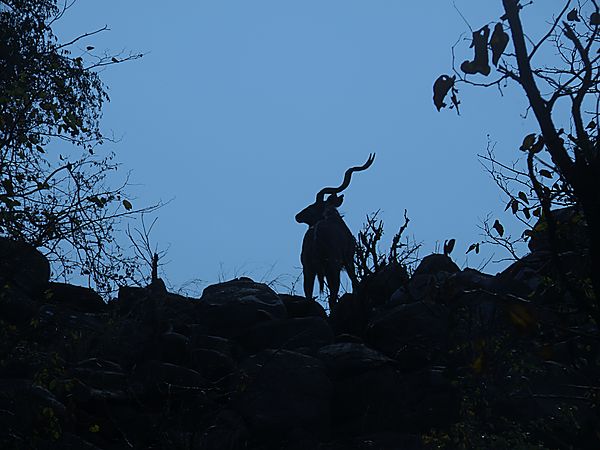 Kudu at sunset