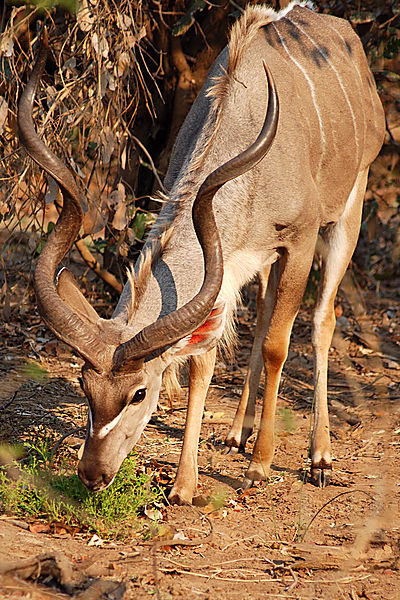 Kudu bull