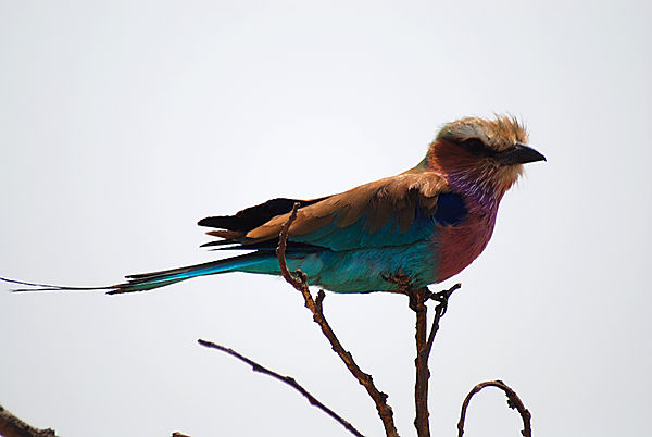 Lilac-breasted Roller