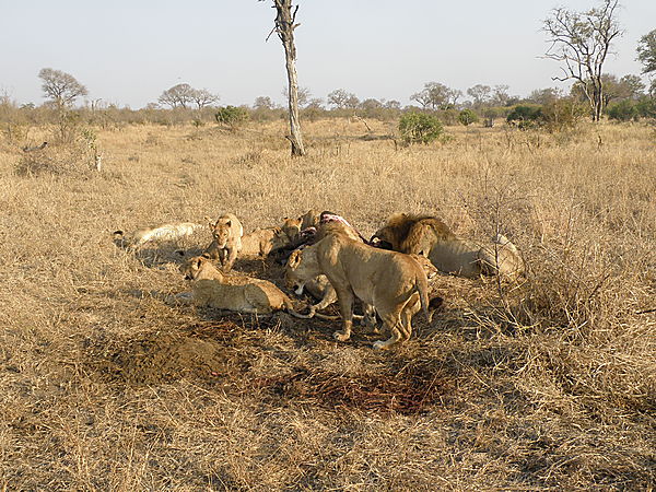 Lion pride on a buffalo kill.