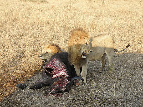 Lions on buffalo kill
