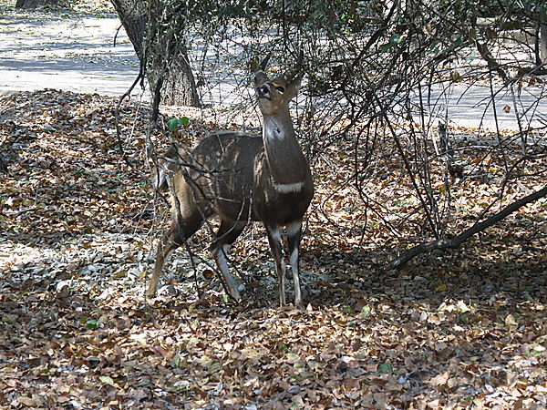 Male Bushbuck