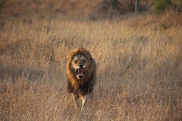 Male Lion