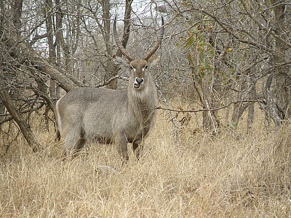 Male Waterbuck