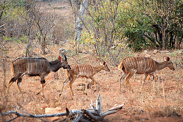 Nyala family