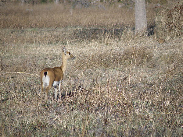 Oribi