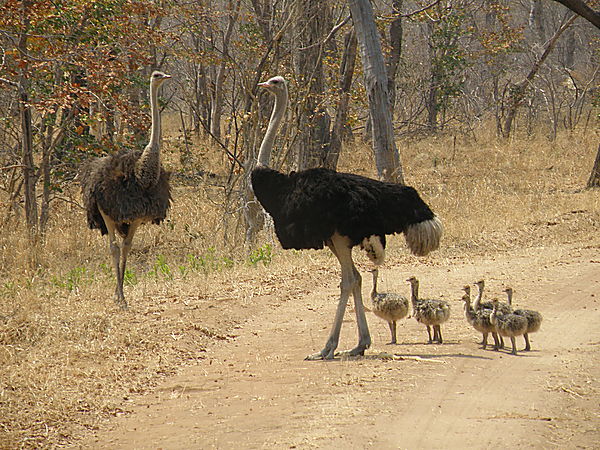 Ostrich family