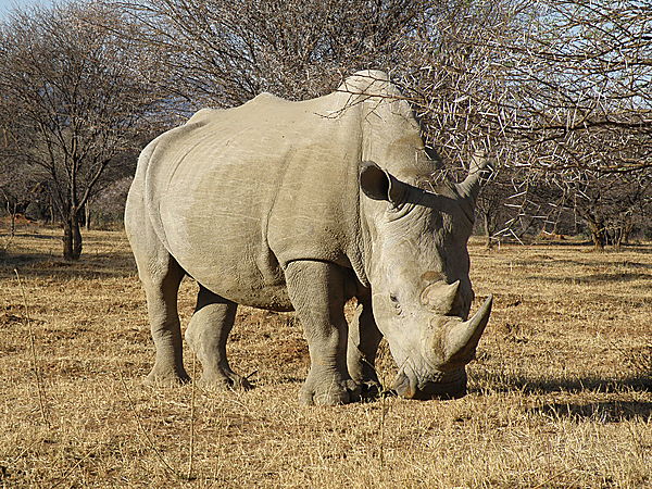 Rhino