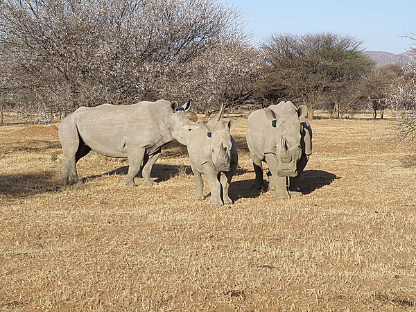 Rhino