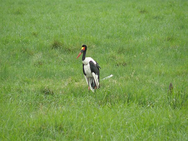 Saddlebilled Stork - Colorful Beak