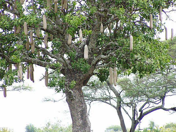 Sausage Tree