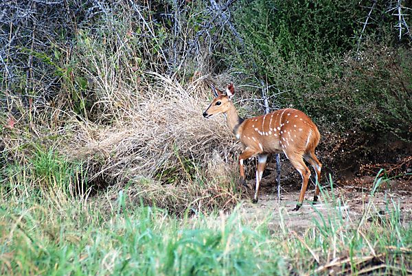 Shyness On The Zambezi