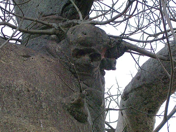 Spirit Of The Baobab