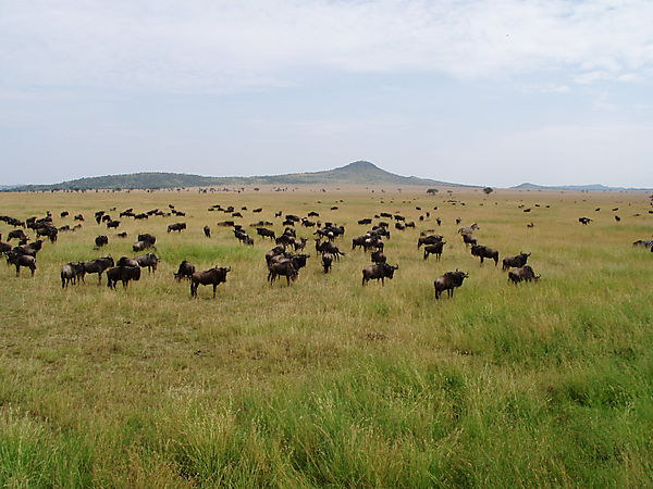 The Serengeti Migration At Rest