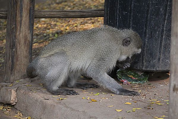 Vervet Monkey in Mapungbwe NP