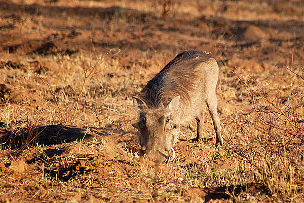 Warthog