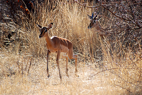 Young impala