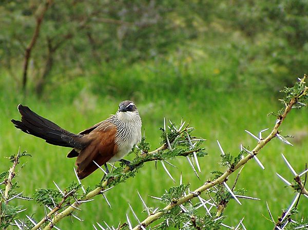 Zambezi River Character
