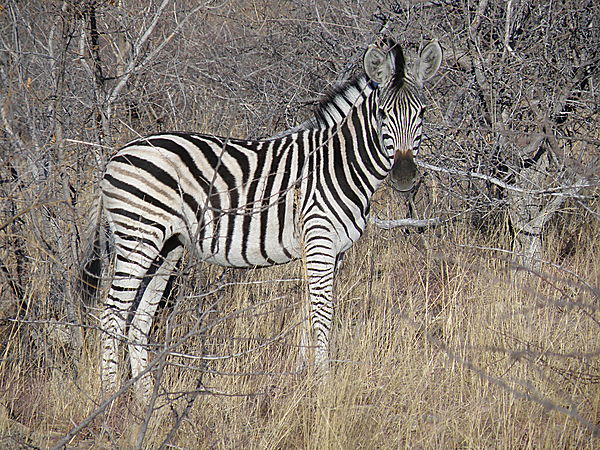 Zebra