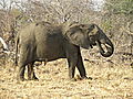 Elephant at Sable Sands near Hwange NP.