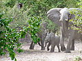 Elephants - Mum & Baby