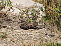 Gabon Nightjar