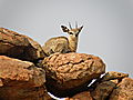 Klipspringer in Mapungbwe NP