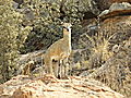 Klipspringer in Mapungbwe NP