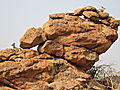 Klipspringers in Mapungubuwe NP