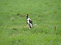 Saddlebilled Stork - Colorful Beak